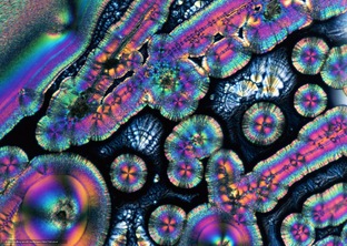 ПОД МИКРОСКОПОМ 🔬