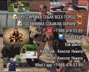 Дрессировка собак 