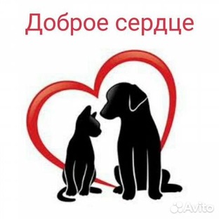 Жизнь в котодоме