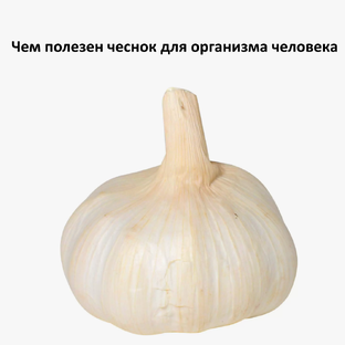 Чем полезен чеснок для организма человека