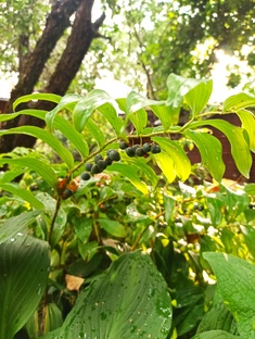 В моём саду