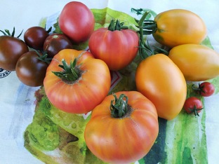 Выращивание томатов