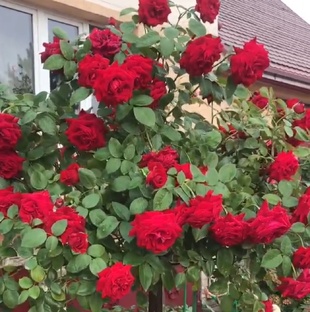 Уход за розами