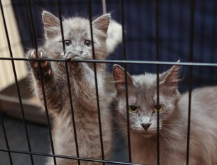 СЕРАЯ И МЕДВЕДЬ