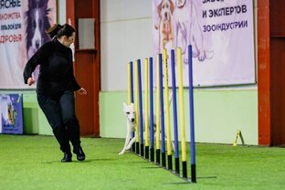 Аджилити