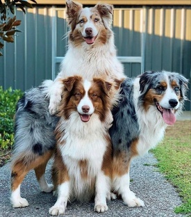 Породы собак 🐩🐕‍🦺🦮