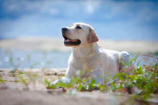 Один день из жизни Давида