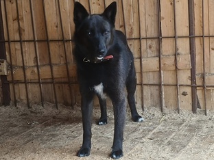 Шаня. 5 подброшенных щенков 