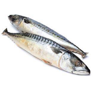 Скумбрия: рыба, которая знает океан лучше всех