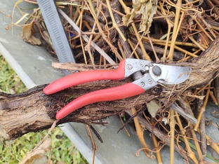 ОБРЕЗКА ВИНОГРАДА. ШПАРГАЛКИ! 