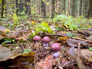 Грибная охота