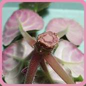 Болезни и другие проблемы растений