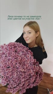 Шикарный шарик хризантемы 