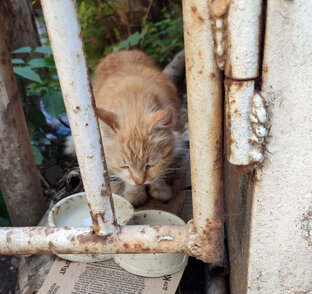 Стерилизация кошек