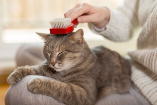 Уход за кошкой