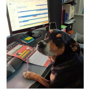 Ливинчартс