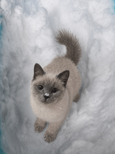 Обычные кошки
