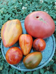 Томаты гномы