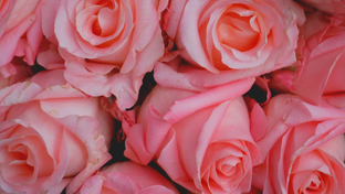 ВЕНЕРА В ЗНАКАХ