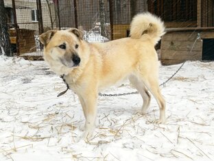 Бобр   Пёс, который прошел 45 км, прежде,чем попал в приют