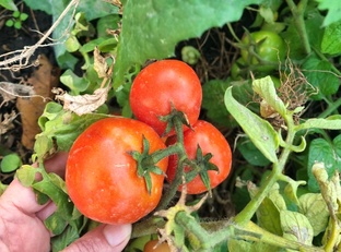 Обзор сортов 