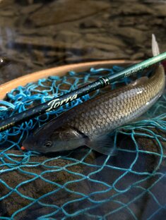 Голавль в горных реках