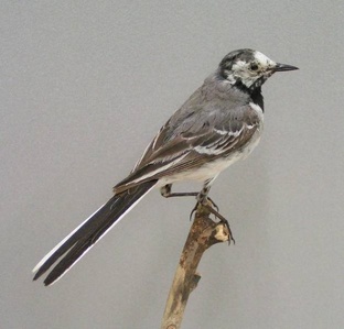 Трясогузка: маленький певец с большим характером