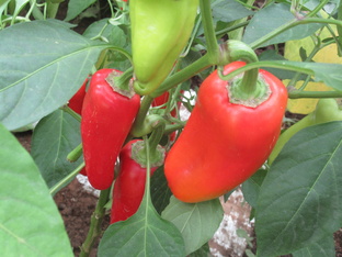 Перец сладкий, болгарский и перец острый, жгучий