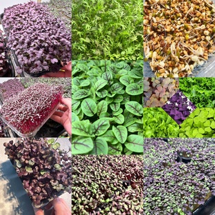 Микрозеленые 🤌🍀