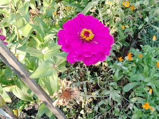 Садовые цветы