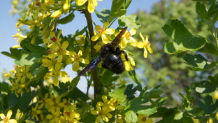 Делаем прививки в своем саду