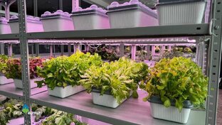 Гидропоника и еда будущего