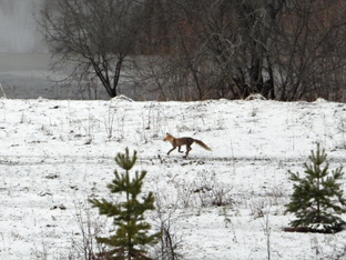 Дикие животные Удмуртии