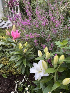 Цветники. Календарь цветения.