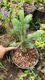 Сажаем, ухаживаем, обрабатываем, размножаем