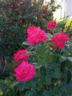  Видео- "Премиум"