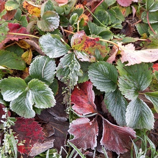 Готовлю сад к зиме