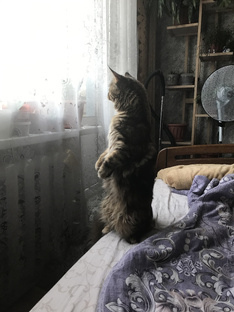 Истории с хвостиком 