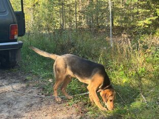 Русская гончая Раскат вл. Шатров В.А. дата рождения 3 апреля 2025 года