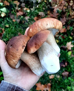 Грибы 