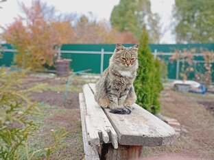 Мои Котятки