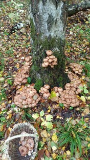 Викторины "Активный гражданин"