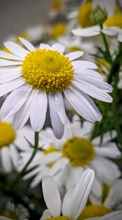 Фотографии на смартфон 