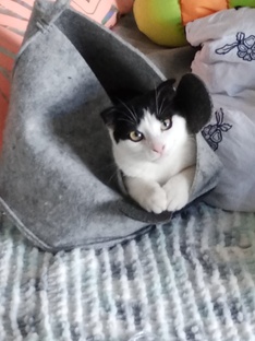 КОТОЦИТАТЫ