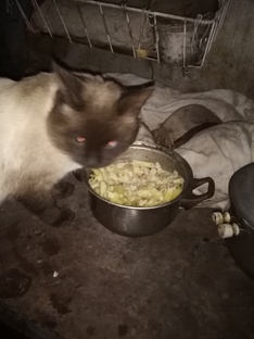 и опять ф.конюхов весной ушел осенью пришел.а я и рада жив-бродяга