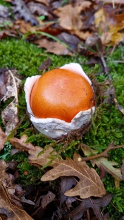 Грибное счастье по - турецки