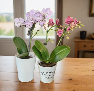 Мои Орхидеи