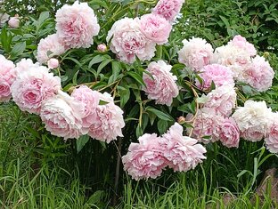 Времена года: лето