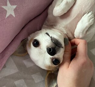 Чихуахуа Тося ❤❤❤