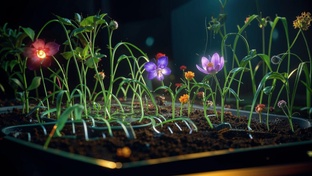 Уход за рассадой